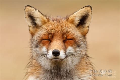 磁方位 狐狸的照片